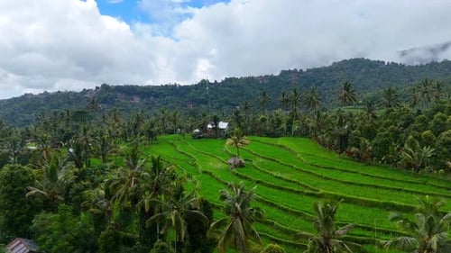 Rice Field
