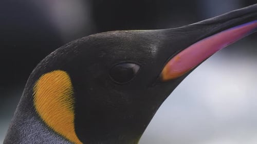 King Penguin Head, Close Up. Animal in Protected Nature Reserve