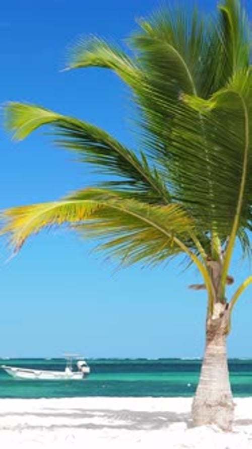 Coconut Palm Tree on Tropical Shore Near Caribbean Sea with Boat Vertical Footage