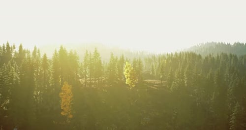 Golden Sunlight Filters Through Tall Trees in a Serene Forest Landscape