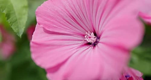 Close Up on the Center of a Large Pink Hibiscus Flower Waving Gently in the Breeze with Focus to the