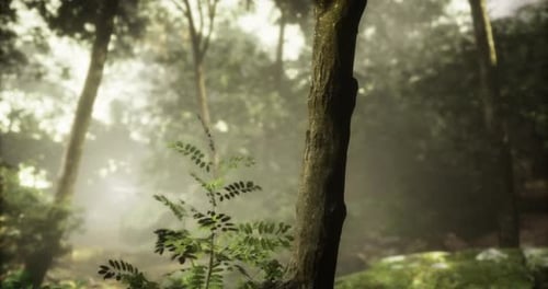 Lush Forest with Sunlight Filtering Through Trees and Mist in Tranquil Setting