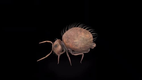 Springtail Walk idle