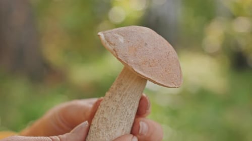 Fresh Mushroom Held by Hands in Outdoor Setting