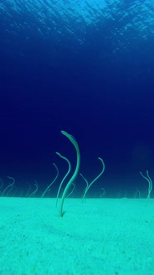 De longues anguilles de jardin tachetées sortent du sable des fonds marins et se tortillent pour attraper du plancton