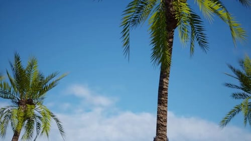 Palm Trees Against A Bright Blue Sky With Wispy Clouds
