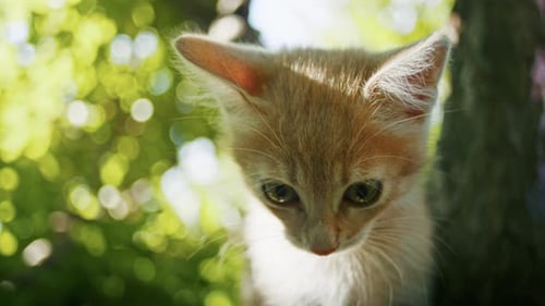 Adorable Kitten Staring with Bokeh Background