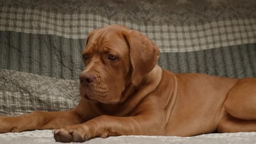 Dog Relaxing on Grey Bed at Home