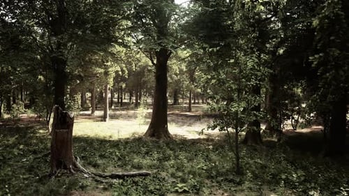 A Lush Green Forest with Towering Trees and Lush Grass