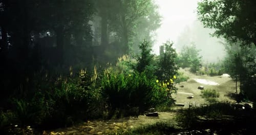 Misty Morning Pathway Surrounded By Lush Forest Greenery