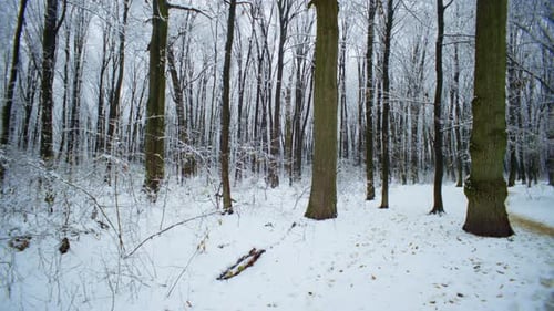 Idyllische verschneite Waldlandschaft Majestätische Bäume, die in Winterweiß gehüllt sind