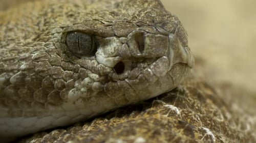 Epic close-up of an Eastern diamondback rattlesnake (Crotalus adamanteus).