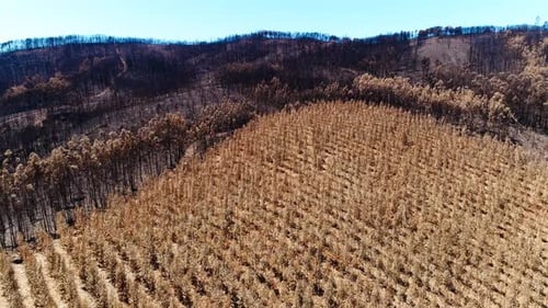 Damaged forest after fire Aerial View