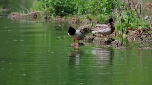 Two Ducks Standing on Rocks in Pond