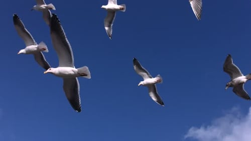 Majestic Flock of Seagulls Soaring Gracefully in Blue Sky