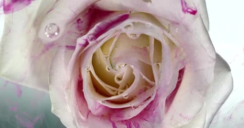 Top View of Colorful Drop Falling on a Beautiful Spinning Flower