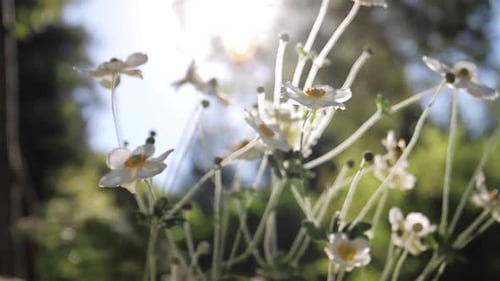 Die Sonne leuchtet hinter weißen und gelben Blumen