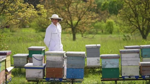 Beekeeper Working With Beehives on Sunny Day