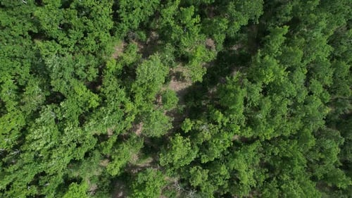 Aerial View Natural Green Forest