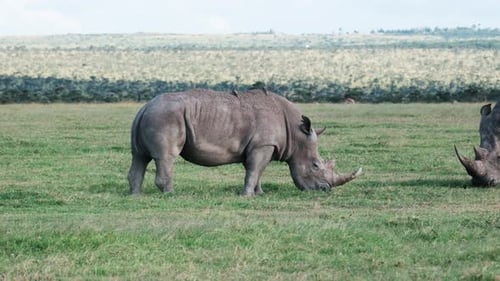 Black Rhinoceros Feeding On Grass In Ol Pejeta Conservancy, Kenya. wide shot, side view