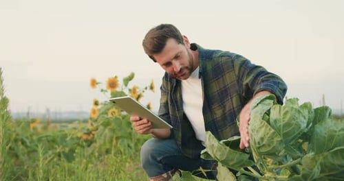 Man farmer using digital tablet monitoring vegetables on large scale vegetable farm. Selective focus
