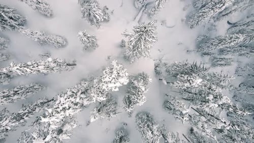 Calm Winter Snow Aerial Background Over Forest Trees In Untouched Powder Snow