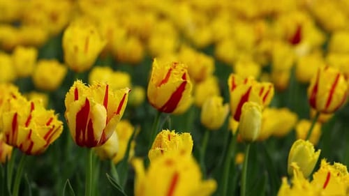 Beautiful Bright Colorful Yellow Spring Tulips