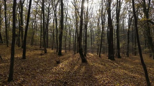 Sunny Day in a Forest in Autumn 51