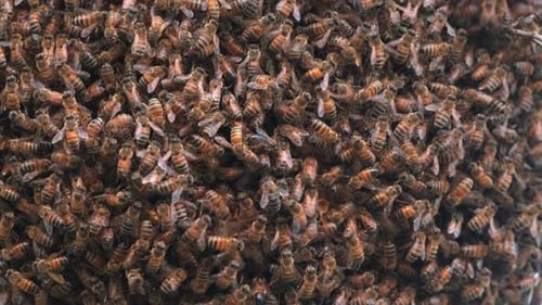 Many honey bees swarming on a beehive. Locked down close up shot.