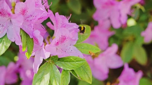 Slow motion bumblebee pollinating pink rhododendron flowers in spring garden up