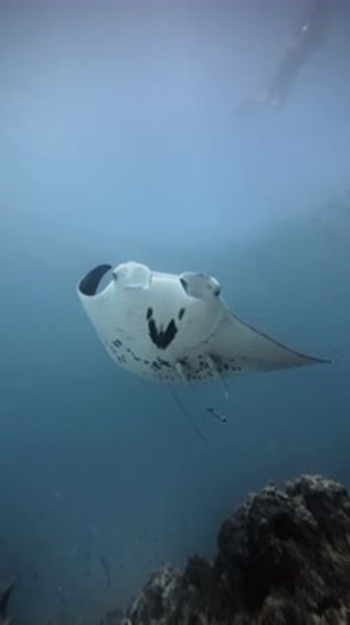 Graceful Manta Ray Swimming Underwater Near Coral Reef