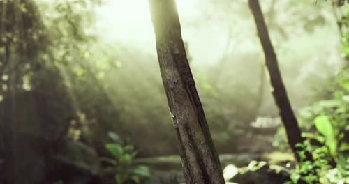Sunlight Filters Through Trees in a Lush Forest During Early Morning