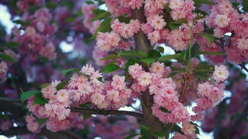 Colourful Sakura Floral View with Charming Pink Petals. Tranquil Pink Tree Flowers