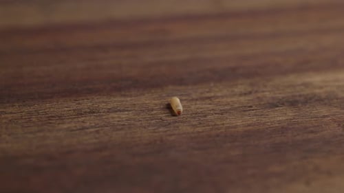 Moth Larvae Crawling On Top Of Wooden Table. - close up shot