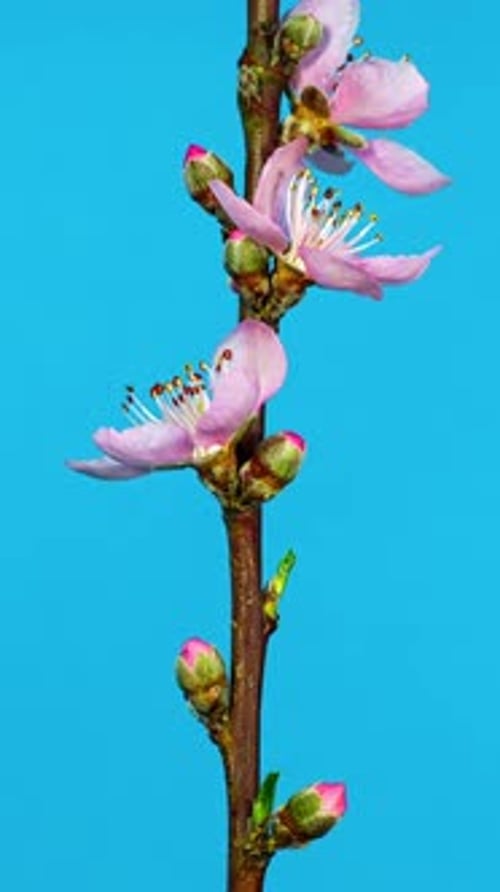 Zeitraffer der Baumblüte