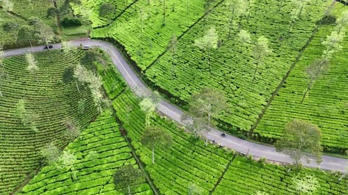 Aerial video of green tea fields on terraced hills intersected by a curving road.