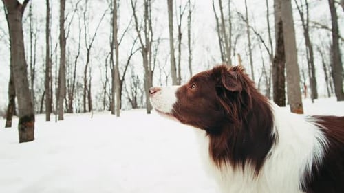 Closeup of Border Collie Among the Snow in the Park Dog Pet Sitting on the Snow Portrait of a The