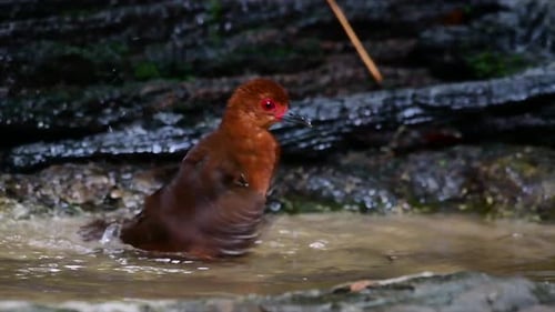 A skittish waterbird found in Thailand in which it likes to stay undergrowth especially thick grass