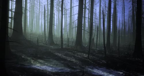 Forest Aftermath Reveals Burnt Trees and Eerie Light in Early Morning Haze