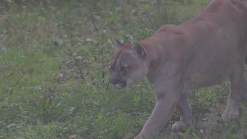 Beautiful Canadian Puma in Forest