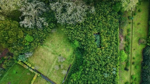 Vista superior: Green Woodland, dia de verão, vegetação aérea, vale, grama coberta pela natureza