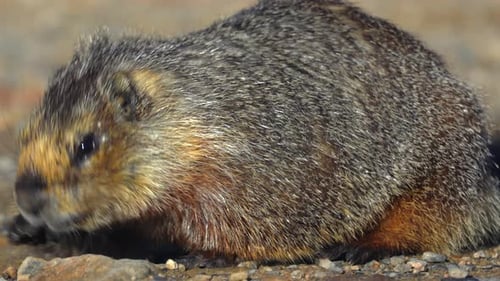Une marmotte dynamique qui cherche de la nourriture dans son habitat naturel et affiche ses comportements et caractéristiques uniques