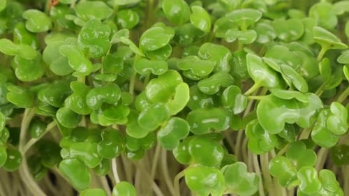Close Up of Green Sprouts Being Watered