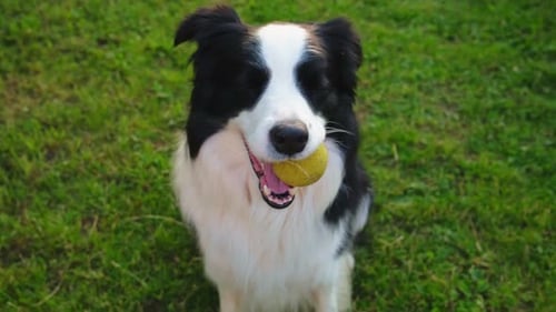 Dog Walking Pet Activity Cute Puppy Dog Border Collie Holding Toy Ball in Mouth in Park Outdoor