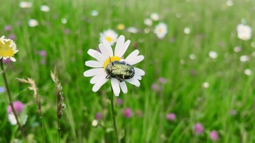 Ein Käfer sitzt auf den Blütenblättern einer Kamillenblüte.