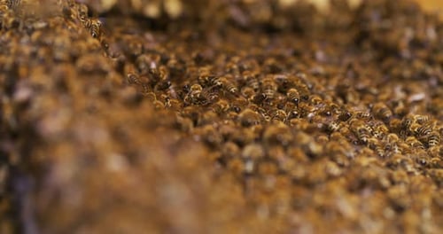 Close Up Footage of a Dense Bee Swarm