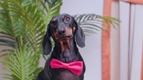 Dachshund in Pink Bow Tie Poses