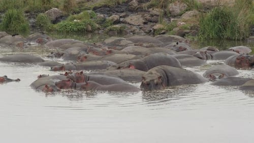 Part of a large pod of Hippos that live within the Ngorongoro Crater in Tanzania