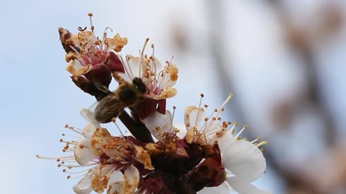 Bee Pollinating Blossoms in Springtime Close Up