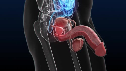 Male Reproductive System